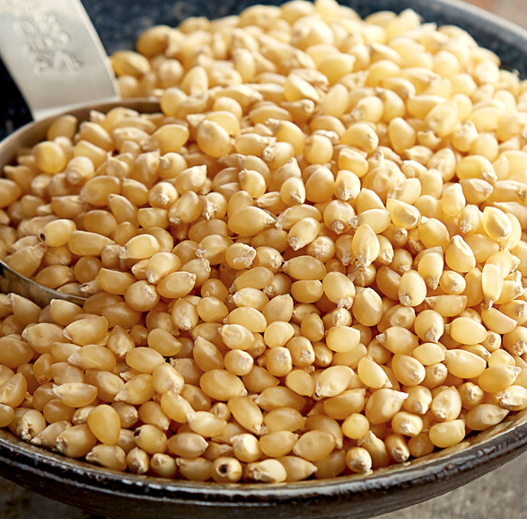 White Popcorn Kernels